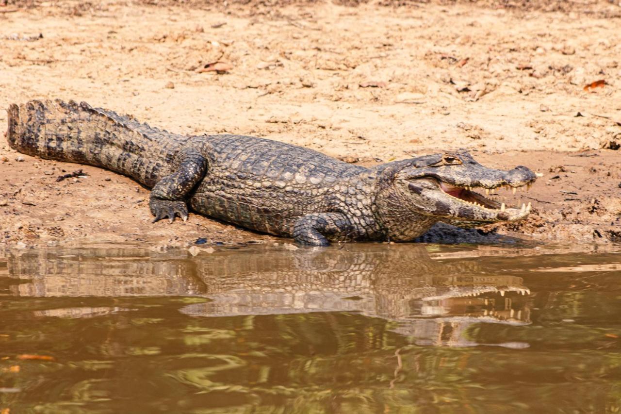 Hotel Pantanal Mato Grosso Poconé Eksteriør billede
