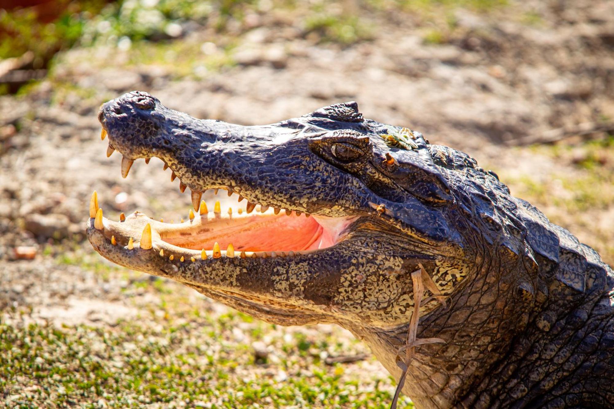 Hotel Pantanal Mato Grosso Poconé Eksteriør billede