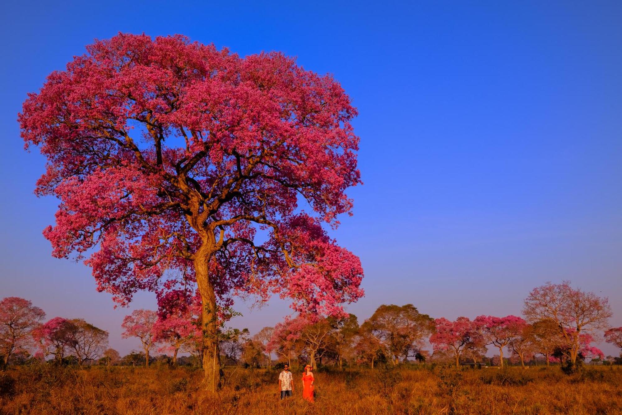 Hotel Pantanal Mato Grosso Poconé Eksteriør billede