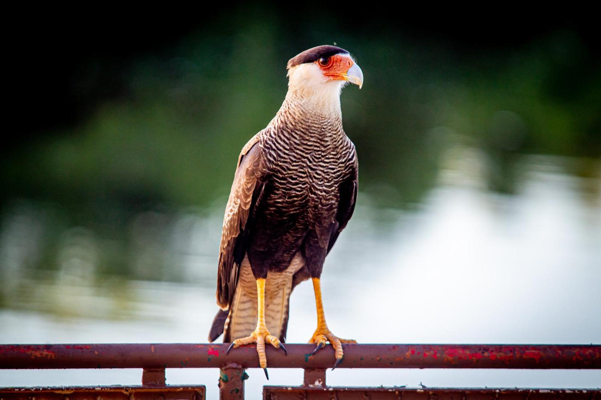 Hotel Pantanal Mato Grosso Poconé Eksteriør billede