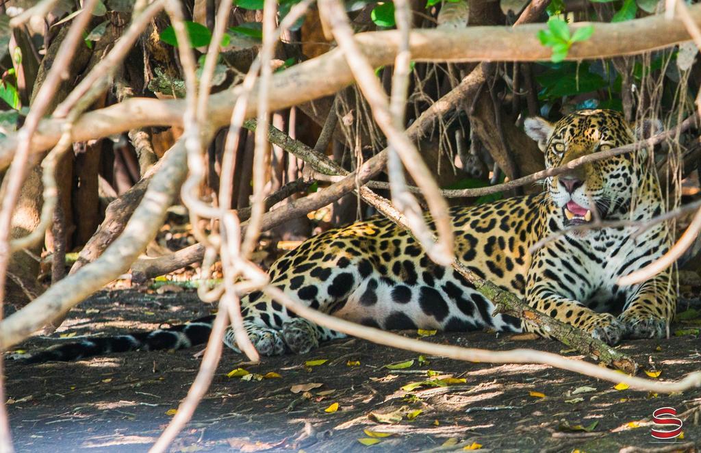 Hotel Pantanal Mato Grosso Poconé Eksteriør billede